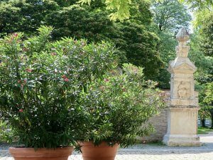 Römische Säule und Oleander am Dom